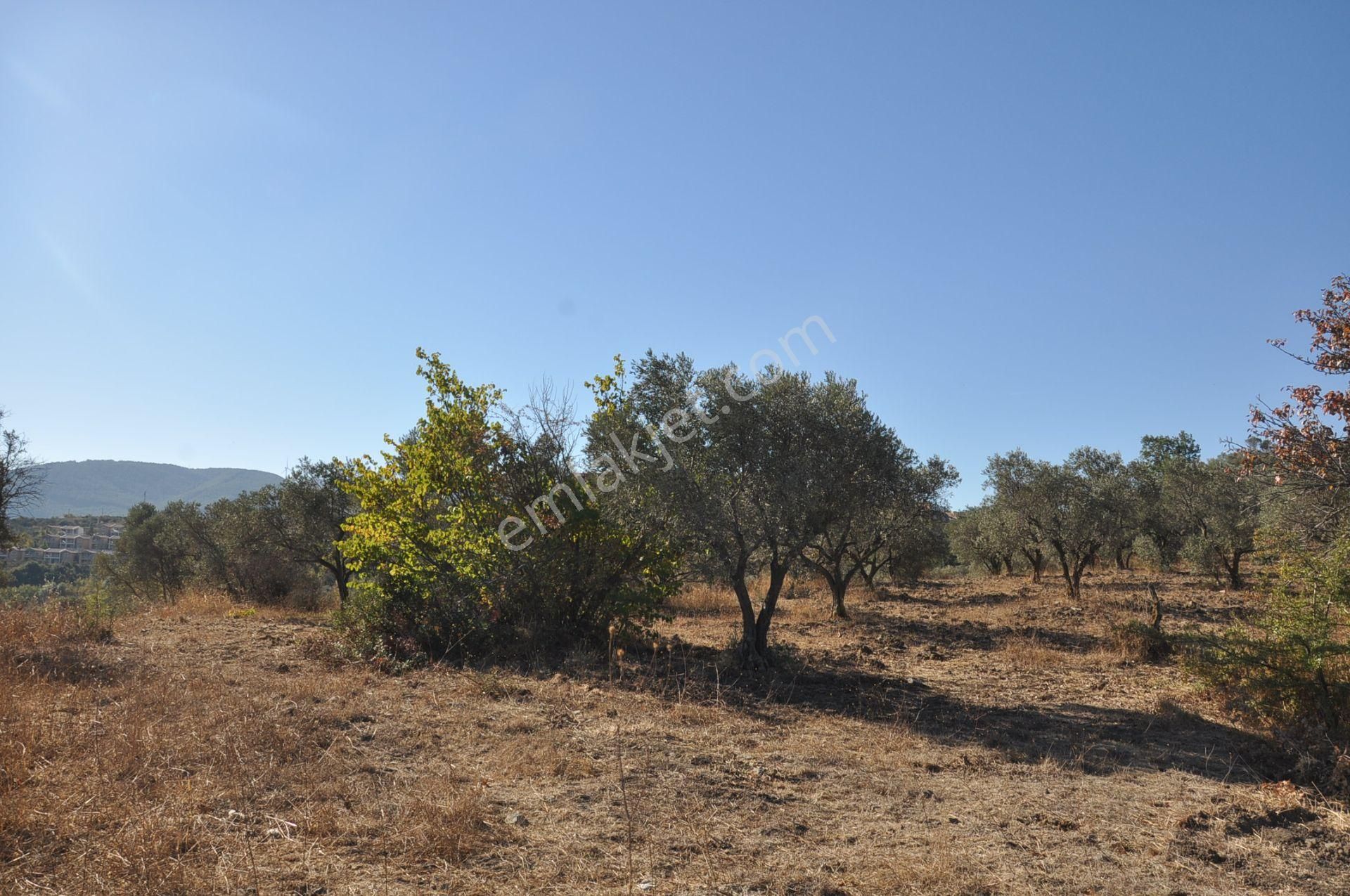 Kuşadası Golf Oteli Yanı Deniz Manzaralı 63 Dönüm Trzm+tic. Arsa - Görsel 26