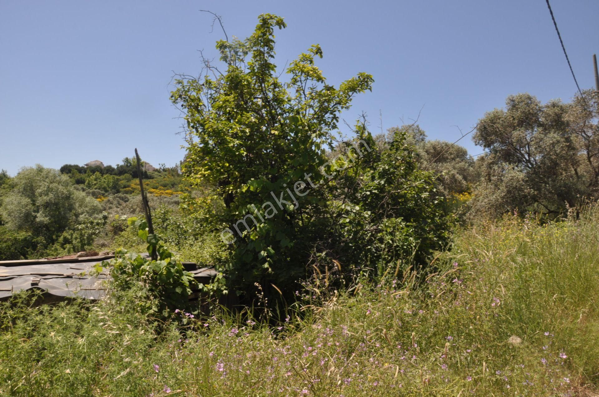 Kuşadası Golf Otelin Yanı 26 Dönüm Turizim Ve Ticari İmarlı Arsa - Görsel 13