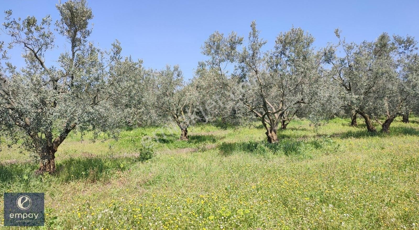 Empay Gayrimenkul'den Mudanya Yalıçiftlik'te Satılık Tarla - Görsel 12