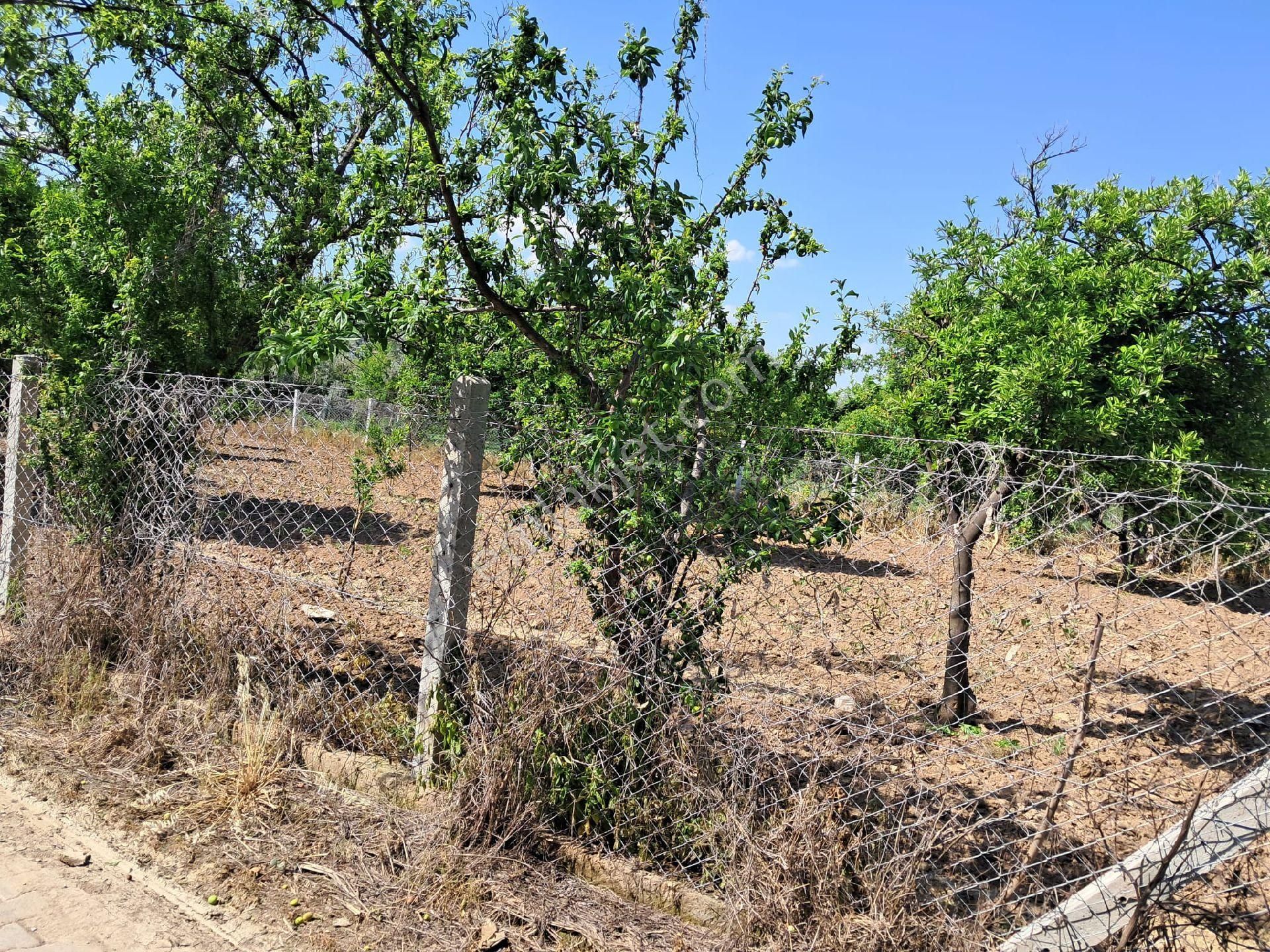 Nazilli/ Arslanlıda Satılık Bahçe - Görsel 7