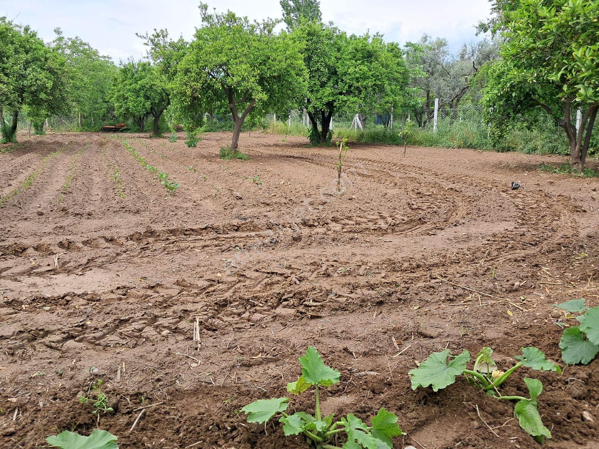 Nazilli/ Arslanlıda Satılık Bahçe - Görsel 13