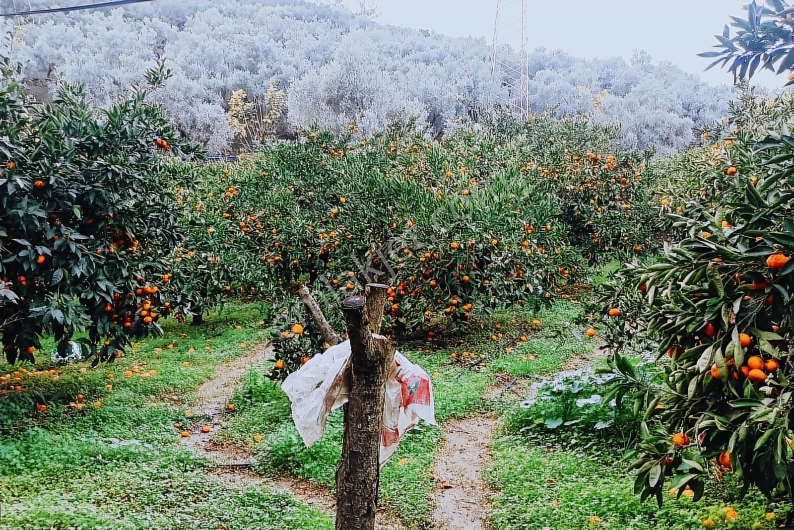 1247 M2 Mandalina Bahçesi(yol, Elktr, Suyu Var) Rw Akar'dan - Görsel 7