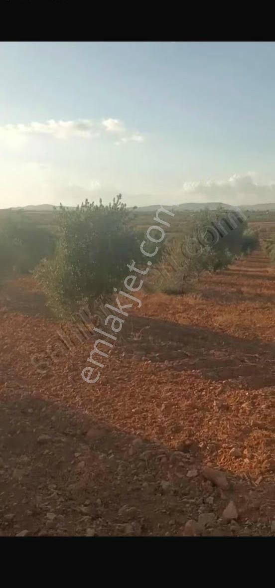 Oğuzeli Altınyurtta Boş Arazi Fiyatına Zeytinlik 15 Ağaç Fıstık - Görsel 20