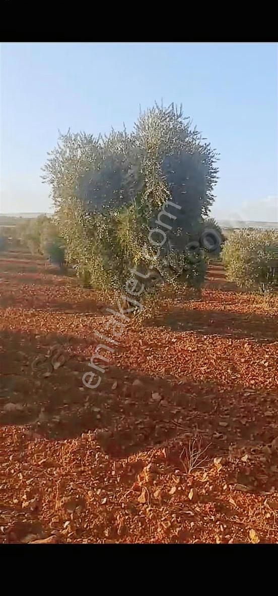 Oğuzeli Altınyurtta Boş Arazi Fiyatına Zeytinlik 15 Ağaç Fıstık - Görsel 16