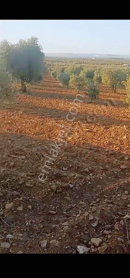 Oğuzeli Altınyurtta Boş Arazi Fiyatına Zeytinlik 15 Ağaç Fıstık - Görsel 10