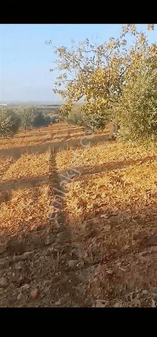 Oğuzeli Altınyurtta Boş Arazi Fiyatına Zeytinlik 15 Ağaç Fıstık - Görsel 14