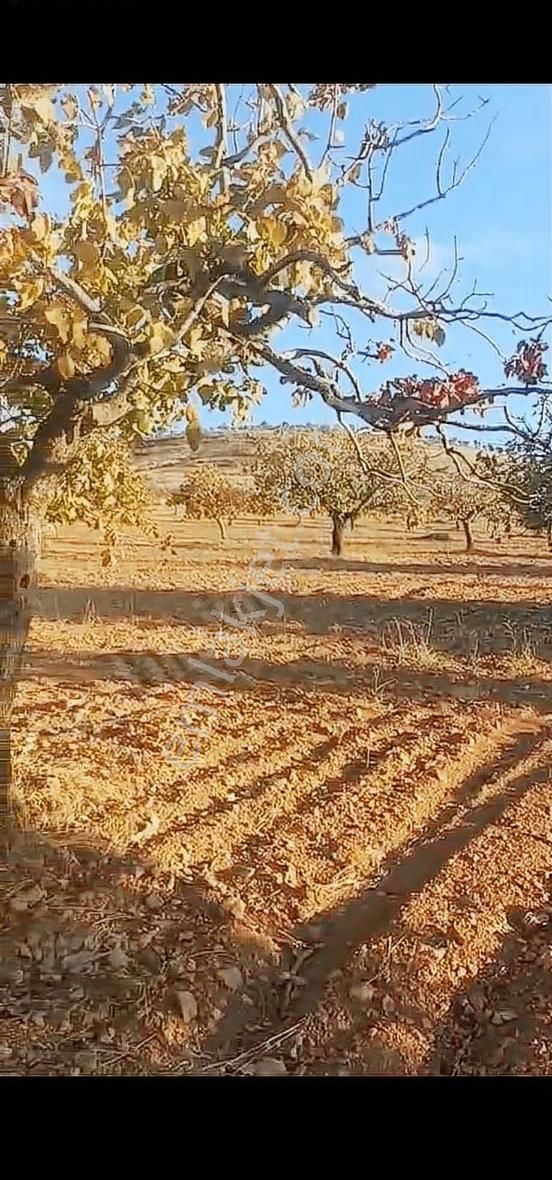 Oğuzeli Altınyurtta Boş Arazi Fiyatına Zeytinlik 15 Ağaç Fıstık - Görsel 22