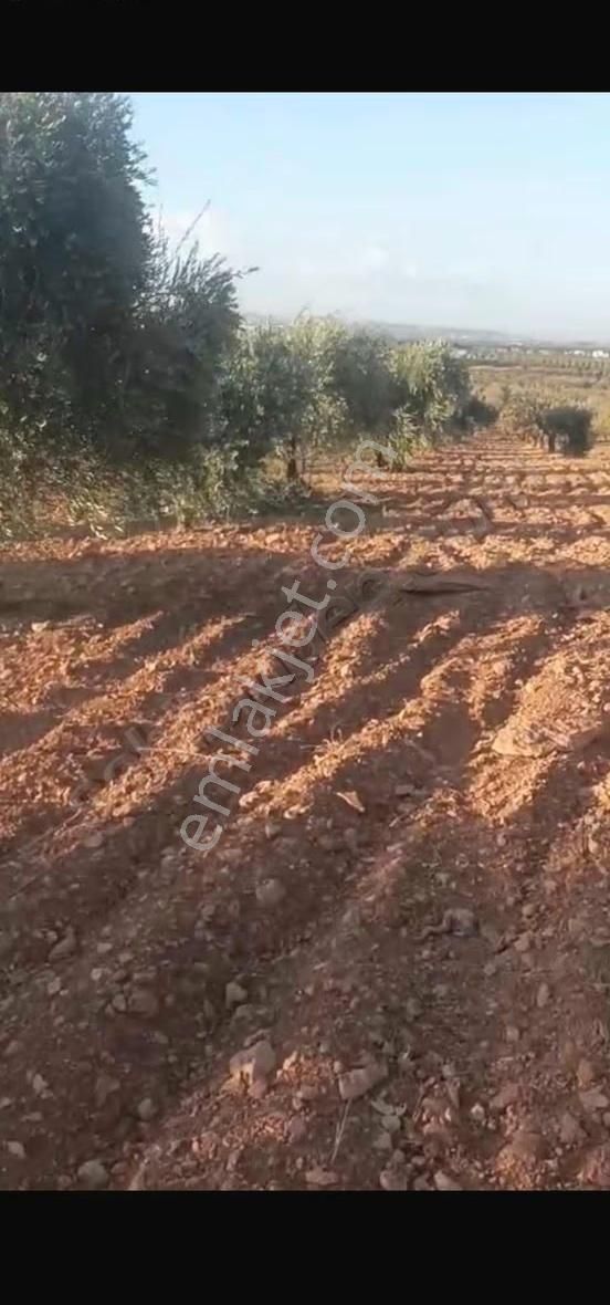 Oğuzeli Altınyurtta Boş Arazi Fiyatına Zeytinlik 15 Ağaç Fıstık - Görsel 23