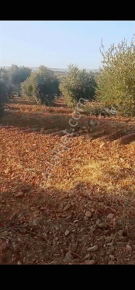 Oğuzeli Altınyurtta Boş Arazi Fiyatına Zeytinlik 15 Ağaç Fıstık - Görsel 11