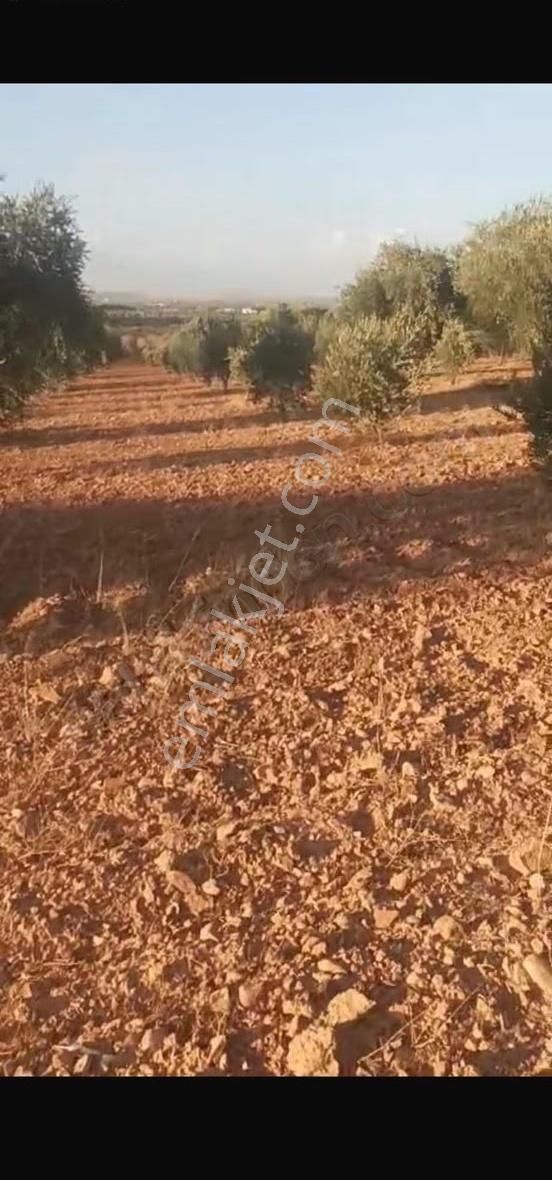 Oğuzeli Altınyurtta Boş Arazi Fiyatına Zeytinlik 15 Ağaç Fıstık - Görsel 8