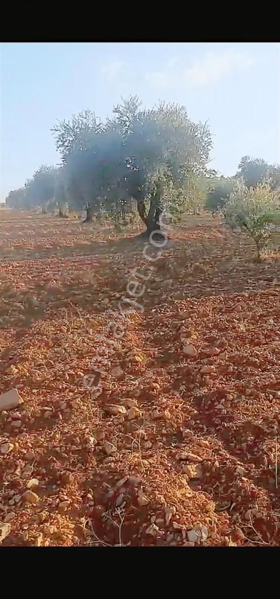 Oğuzeli Altınyurtta Boş Arazi Fiyatına Zeytinlik 15 Ağaç Fıstık - Görsel 17