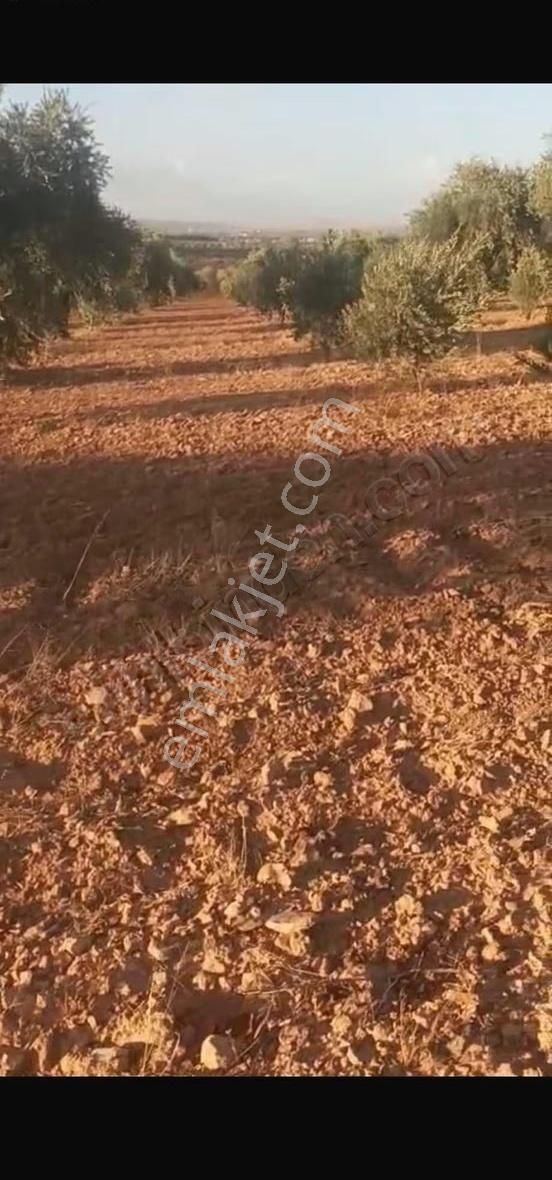 Oğuzeli Altınyurtta Boş Arazi Fiyatına Zeytinlik 15 Ağaç Fıstık - Görsel 9