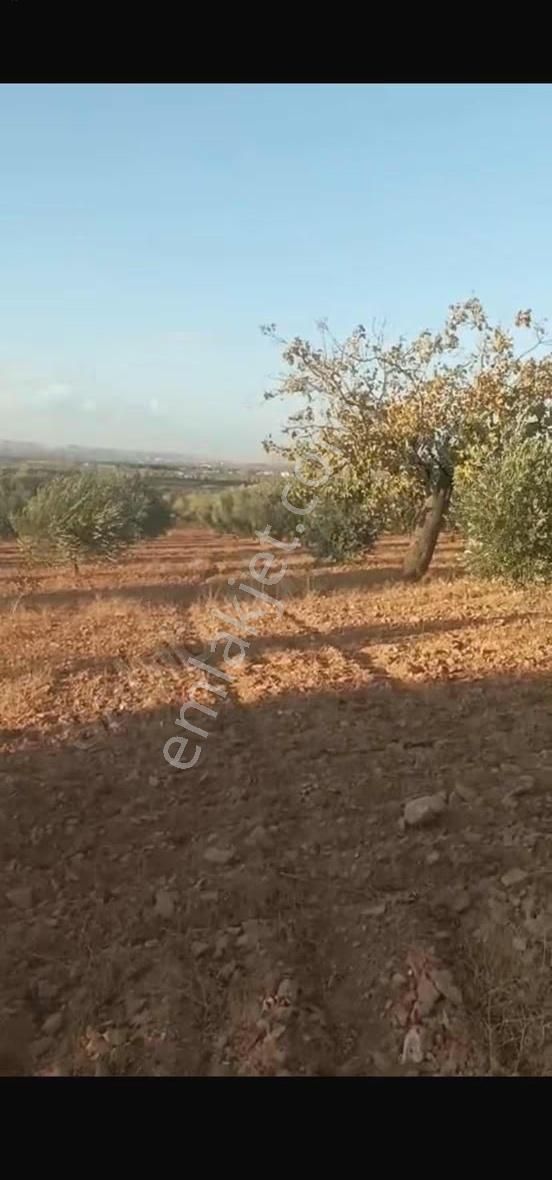 Oğuzeli Altınyurtta Boş Arazi Fiyatına Zeytinlik 15 Ağaç Fıstık - Görsel 15