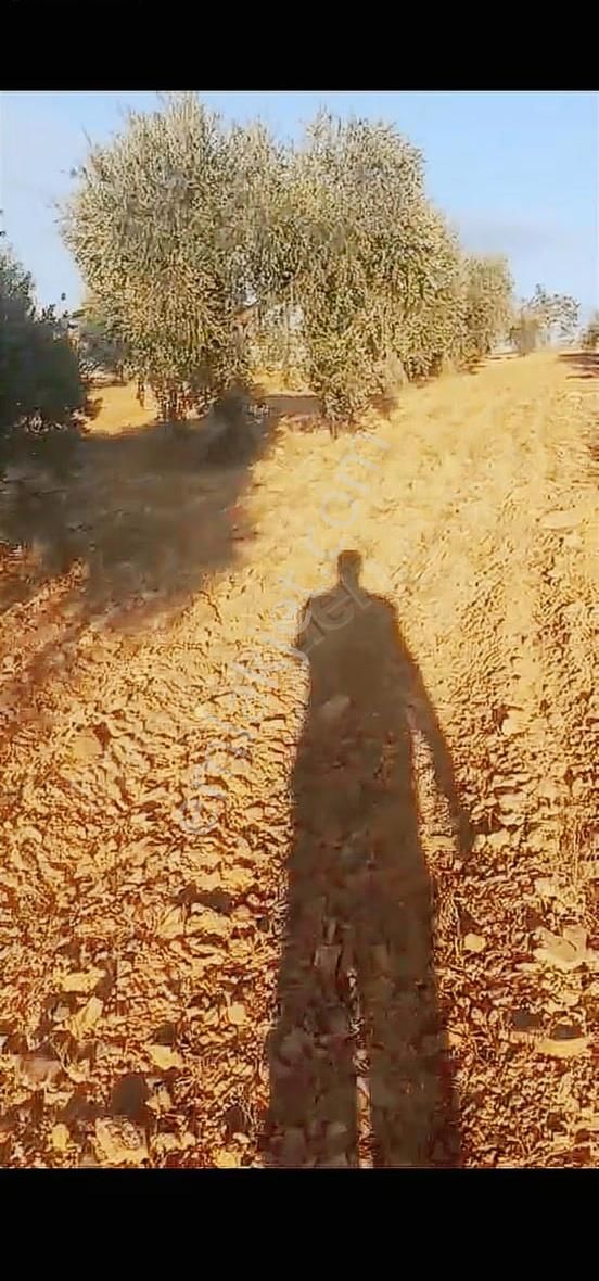 Oğuzeli Altınyurtta Boş Arazi Fiyatına Zeytinlik 15 Ağaç Fıstık - Görsel 2