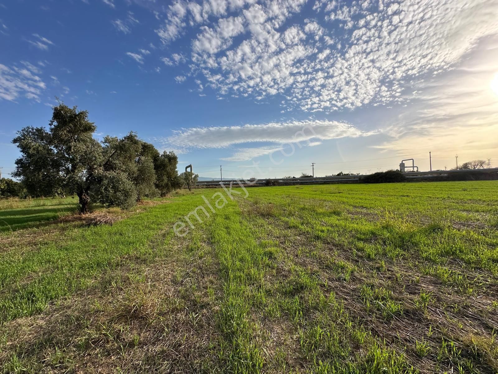 İncir Bahçesi - Görsel 18