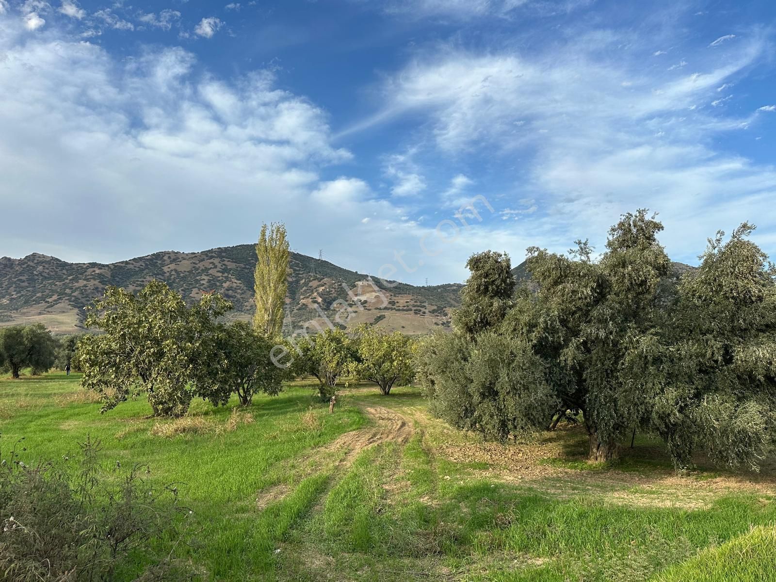 İncir Bahçesi - Görsel 22