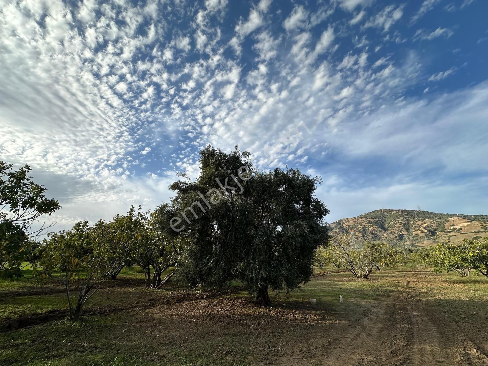 İncir Bahçesi - Görsel 5