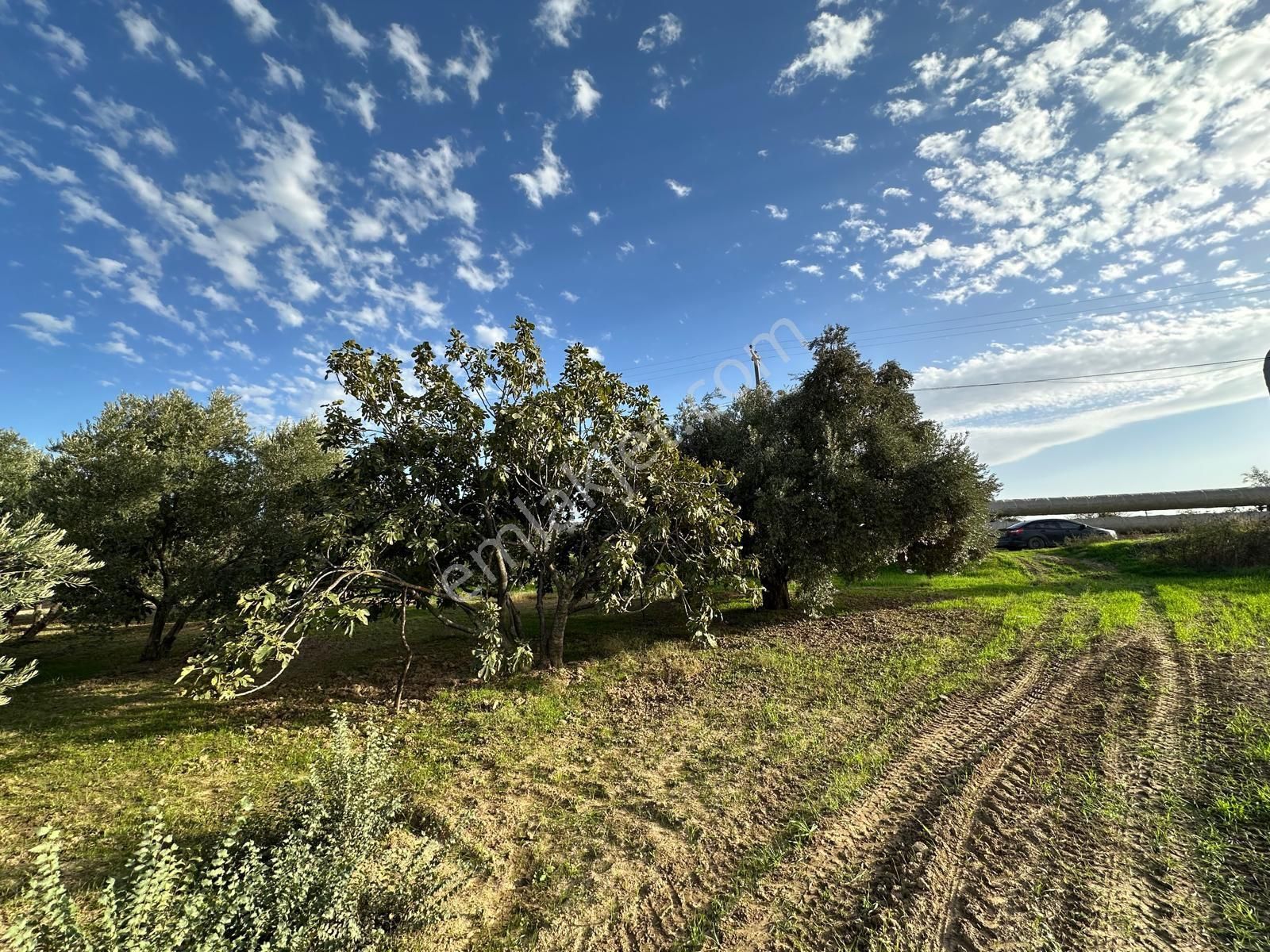 İncir Bahçesi - Görsel 4