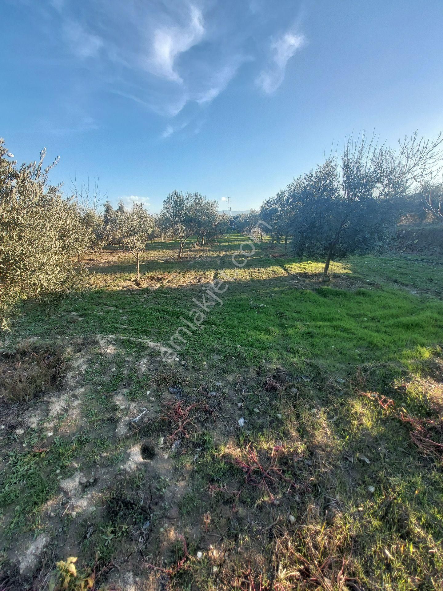Doğru Gayrımenkulden Bozdoğan Pınarlı Da İçinde 1+1 Evi Olan 3 Dönüm Zeytinlik, Hobi Bahçesi - Görsel 12