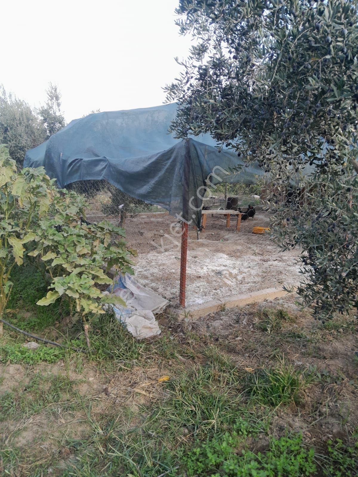 Doğru Gayrımenkulden Bozdoğan Pınarlı Da İçinde 1+1 Evi Olan 3 Dönüm Zeytinlik, Hobi Bahçesi - Görsel 30