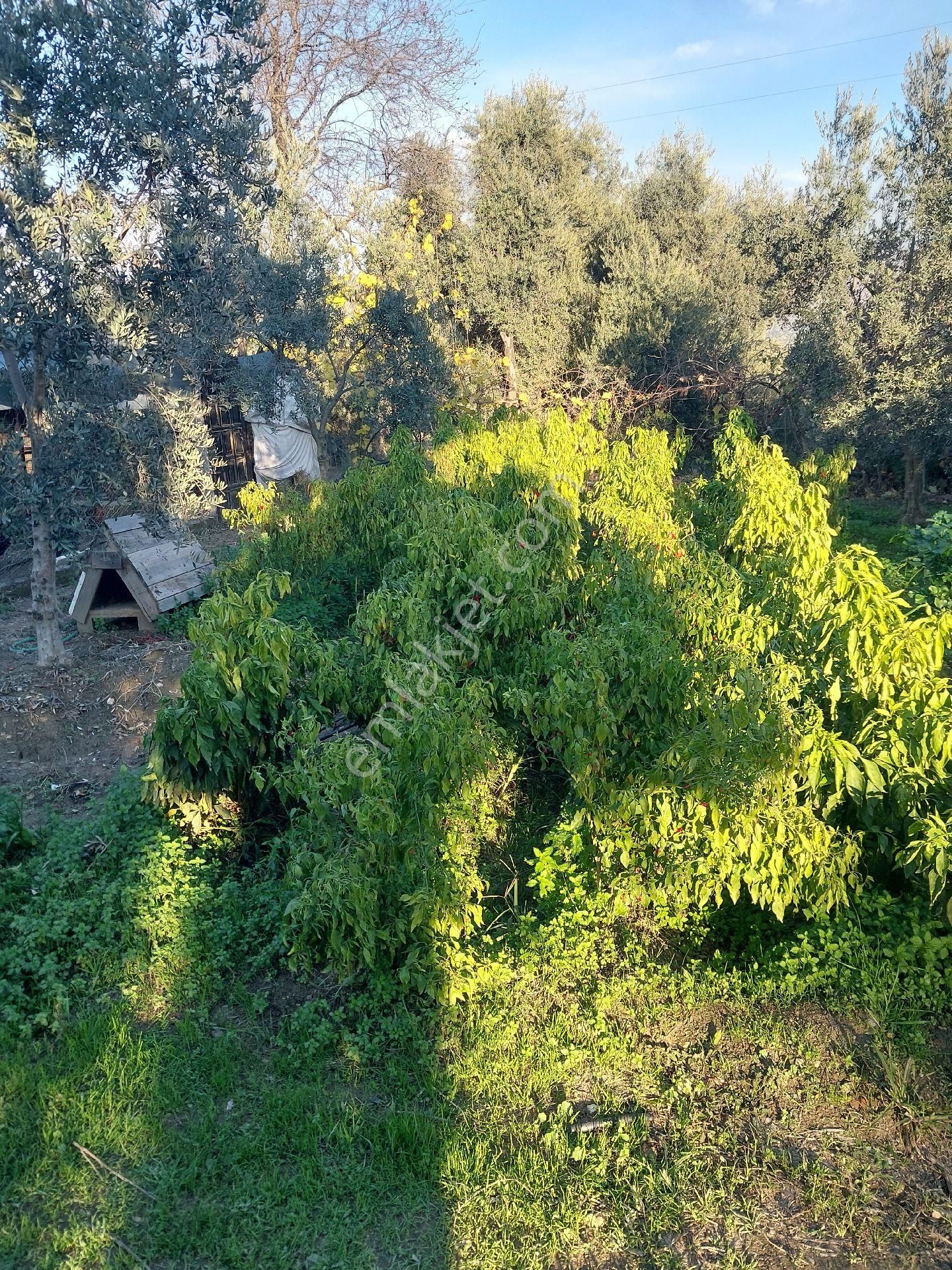 Doğru Gayrımenkulden Bozdoğan Pınarlı Da İçinde 1+1 Evi Olan 3 Dönüm Zeytinlik, Hobi Bahçesi - Görsel 21