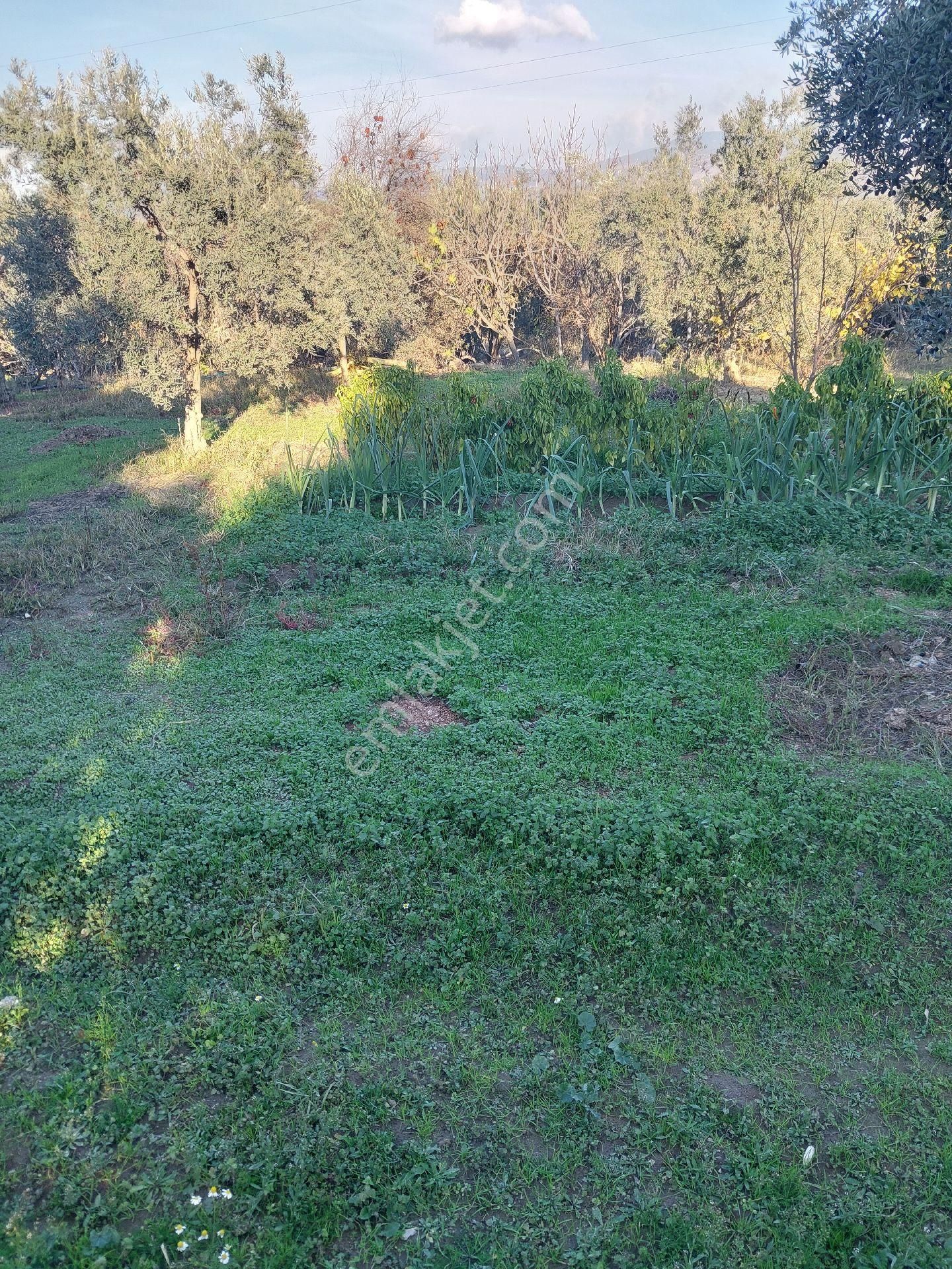 Doğru Gayrımenkulden Bozdoğan Pınarlı Da İçinde 1+1 Evi Olan 3 Dönüm Zeytinlik, Hobi Bahçesi - Görsel 18