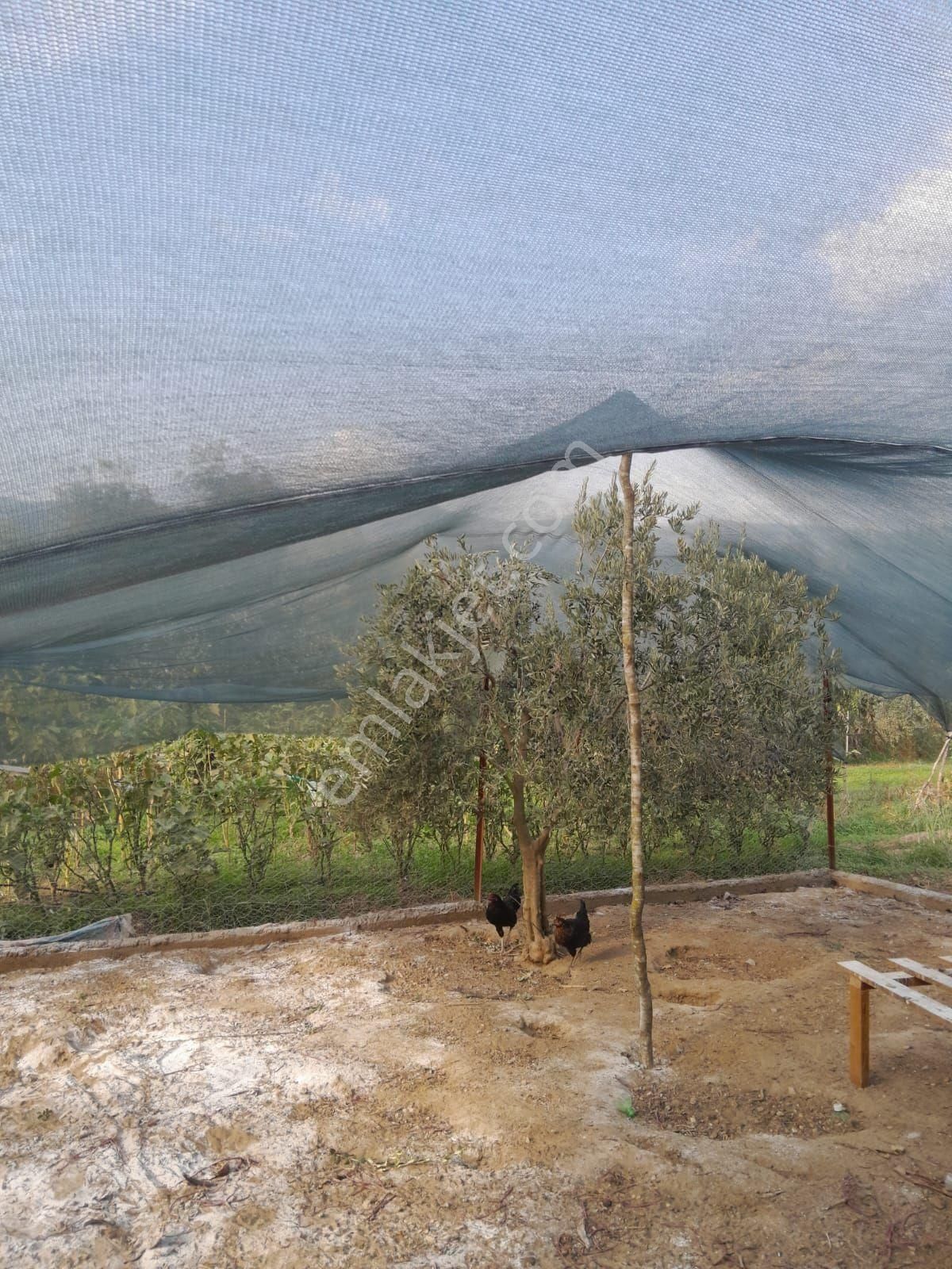 Doğru Gayrımenkulden Bozdoğan Pınarlı Da İçinde 1+1 Evi Olan 3 Dönüm Zeytinlik, Hobi Bahçesi - Görsel 34