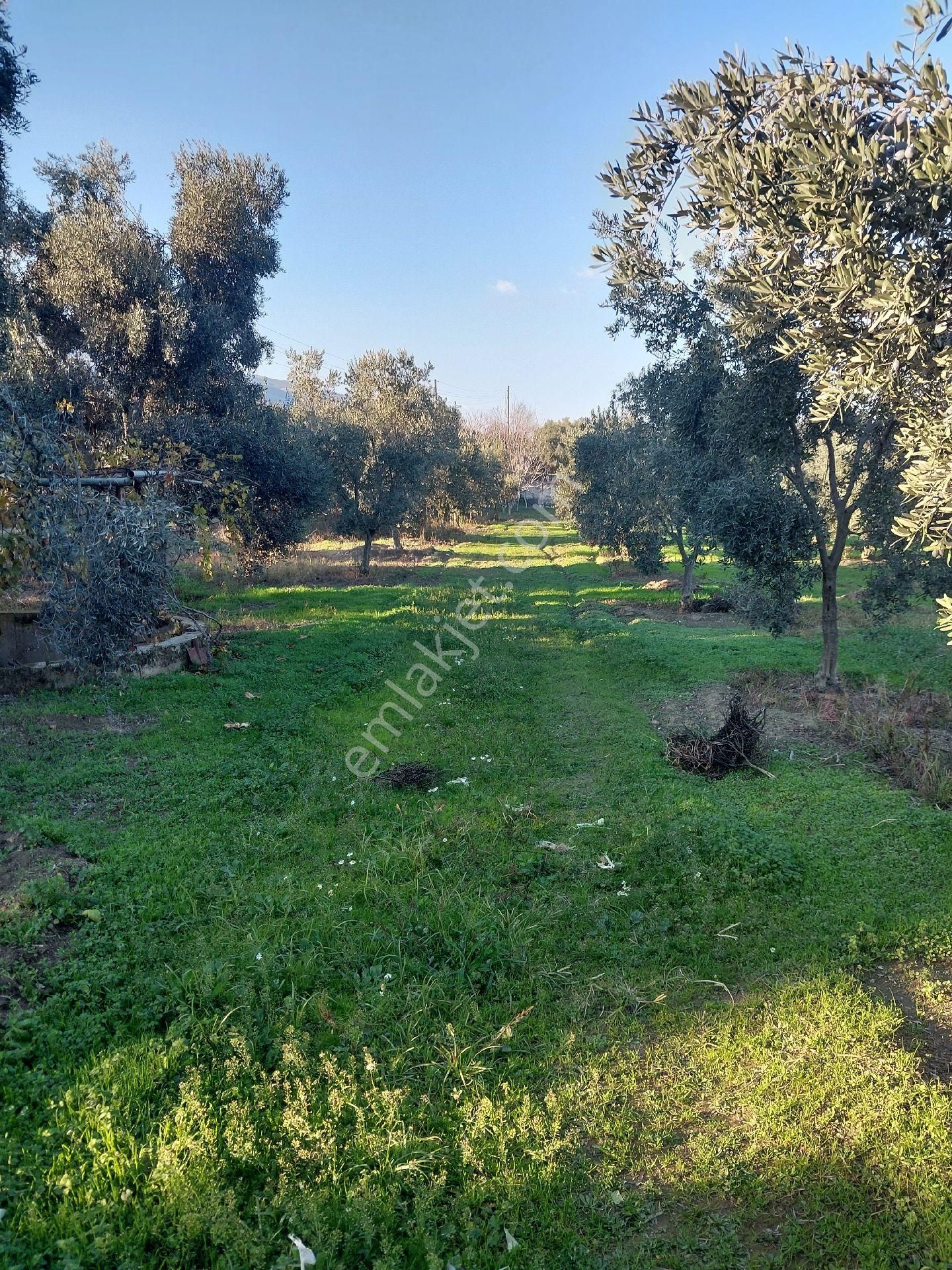 Doğru Gayrımenkulden Bozdoğan Pınarlı Da İçinde 1+1 Evi Olan 3 Dönüm Zeytinlik, Hobi Bahçesi - Görsel 20