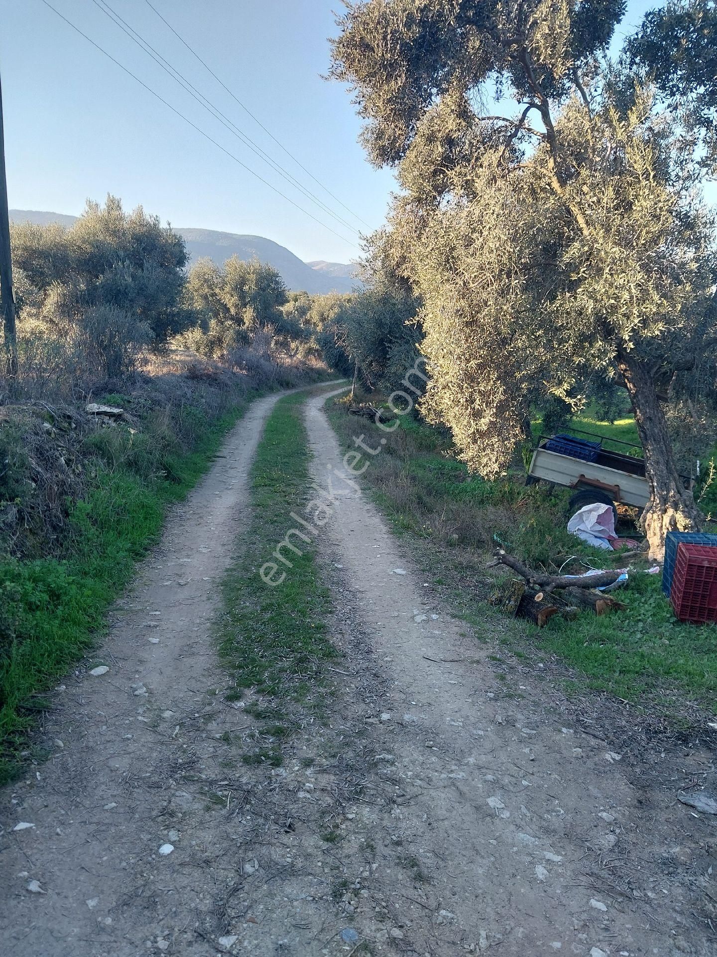 Doğru Gayrımenkulden Bozdoğan Pınarlı Da İçinde 1+1 Evi Olan 3 Dönüm Zeytinlik, Hobi Bahçesi - Görsel 24