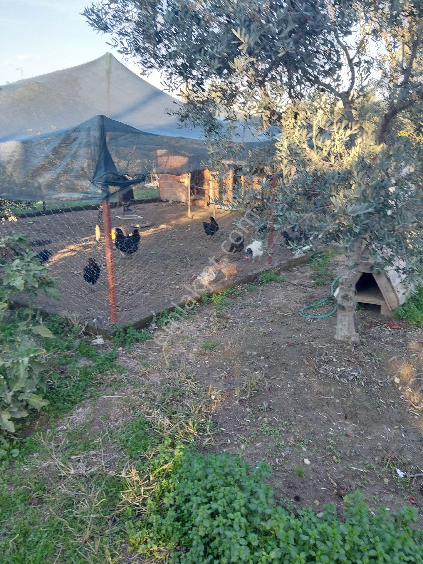 Doğru Gayrımenkulden Bozdoğan Pınarlı Da İçinde 1+1 Evi Olan 3 Dönüm Zeytinlik, Hobi Bahçesi - Görsel 23