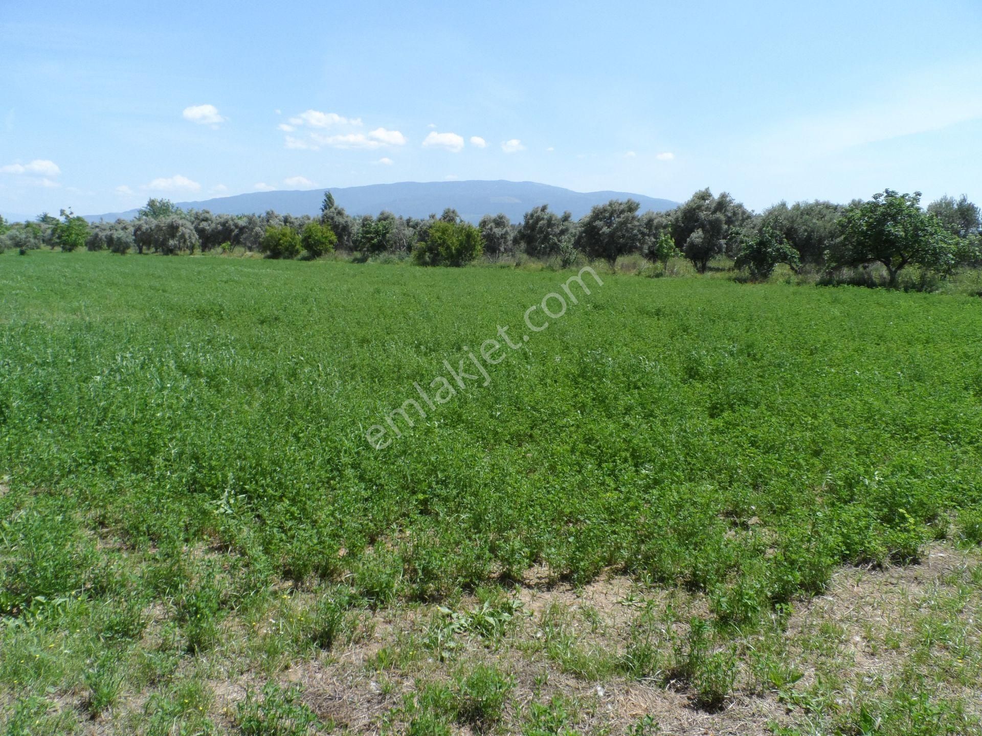Nazilli Ege Emlak Ofisinden Arslanlı Mah. Satılık Tarla - Görsel 10