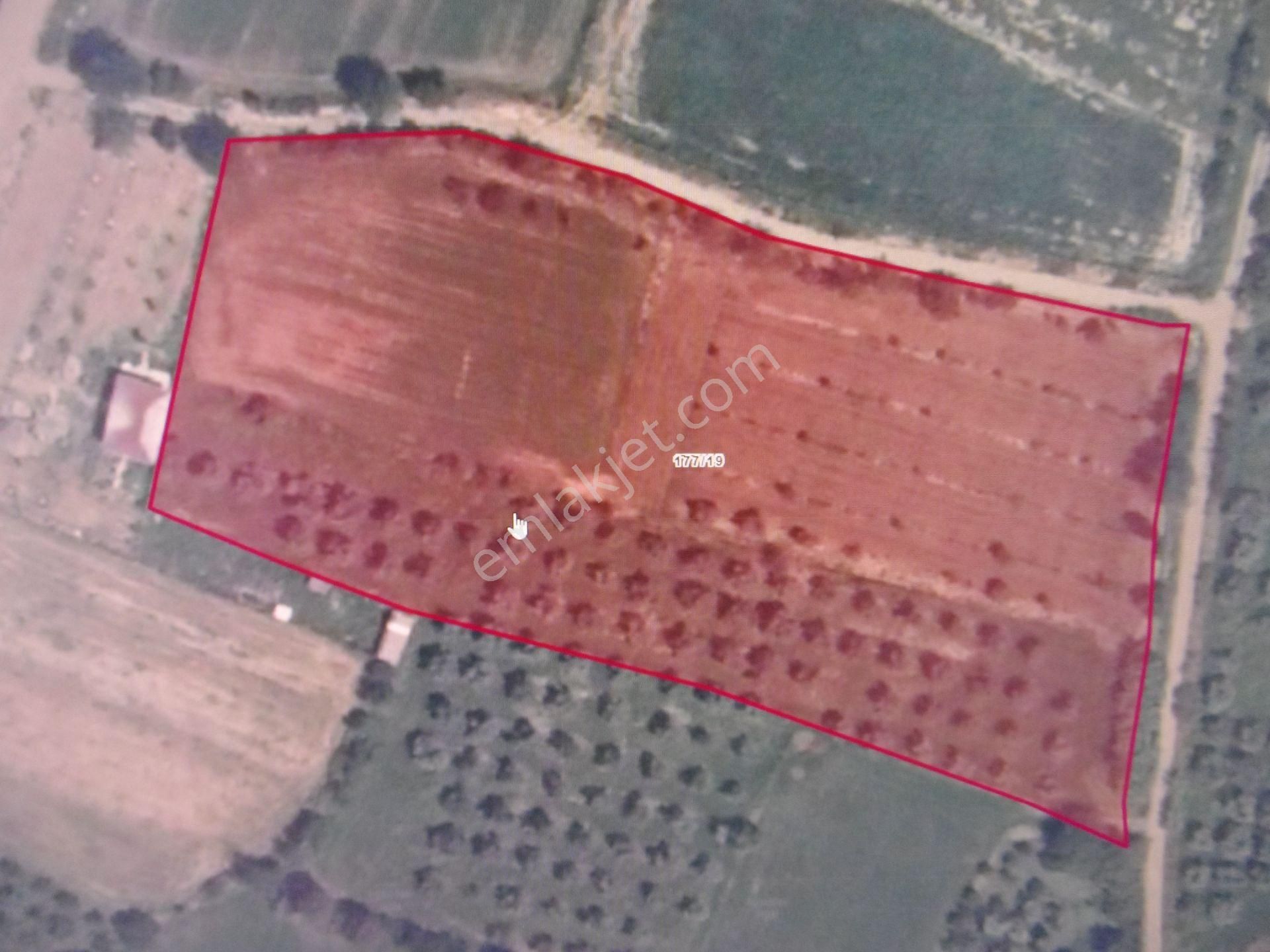 Nazilli Ege Emlak Ofisinden Arslanlı Mah. Satılık Tarla - Görsel 3