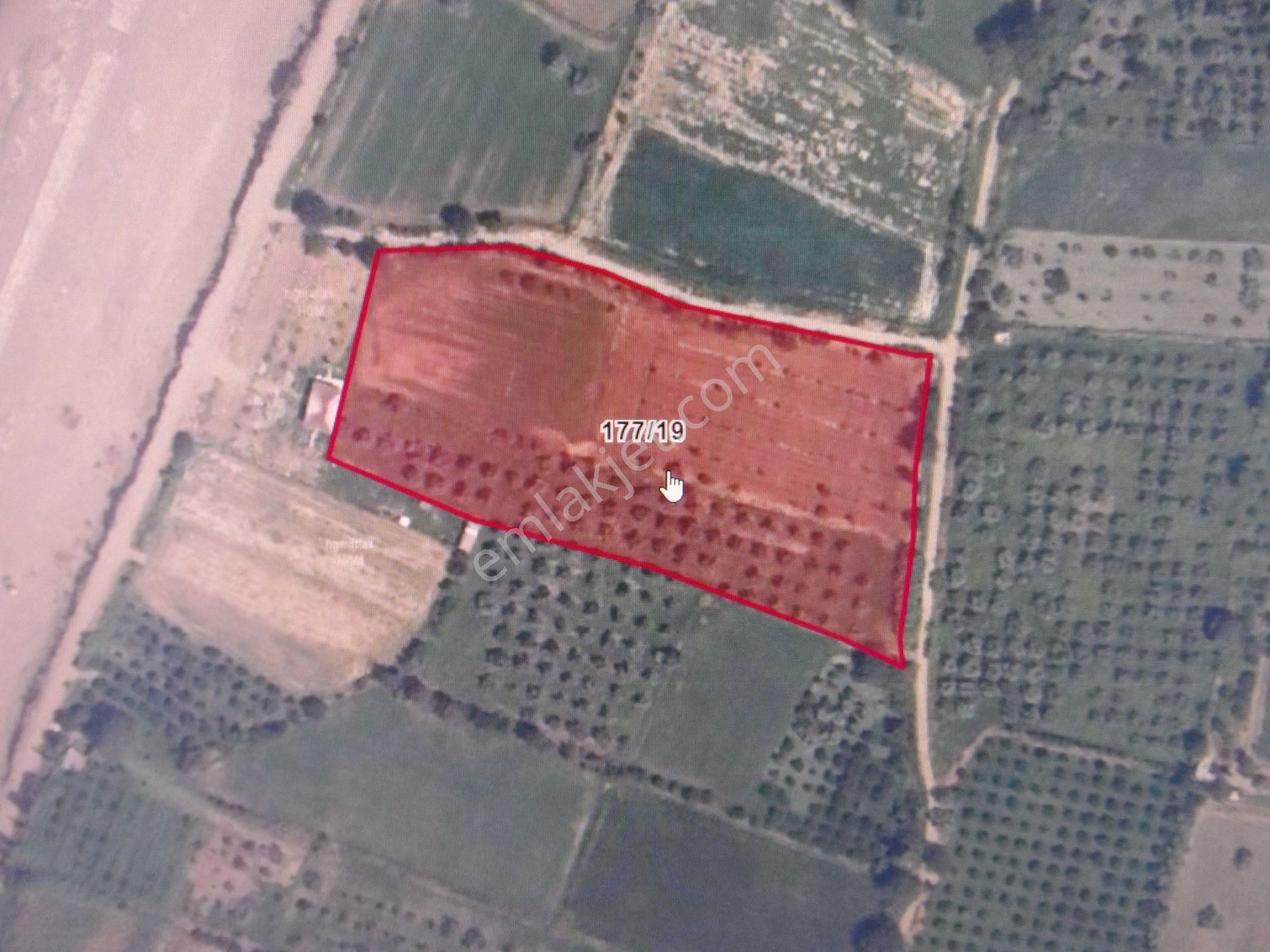 Nazilli Ege Emlak Ofisinden Arslanlı Mah. Satılık Tarla - Görsel 2