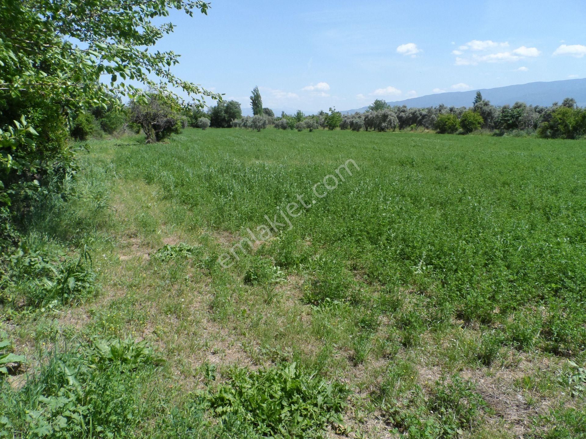 Nazilli Ege Emlak Ofisinden Arslanlı Mah. Satılık Tarla - Görsel 8