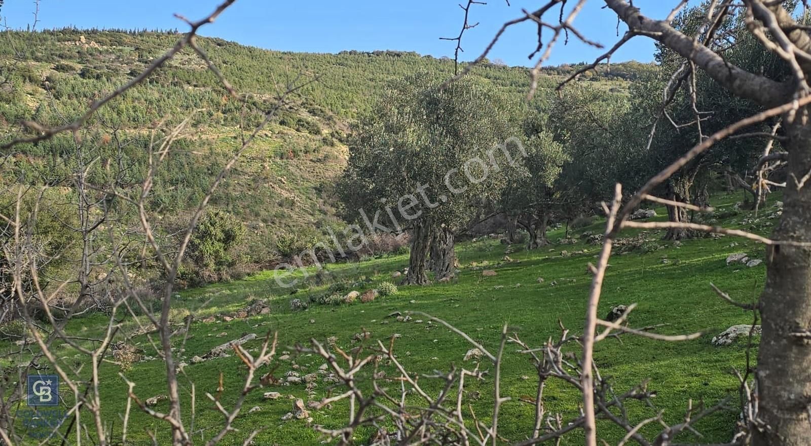 Bergama Sindel Mahallesinde Satılık Zeytinlik - Görsel 24