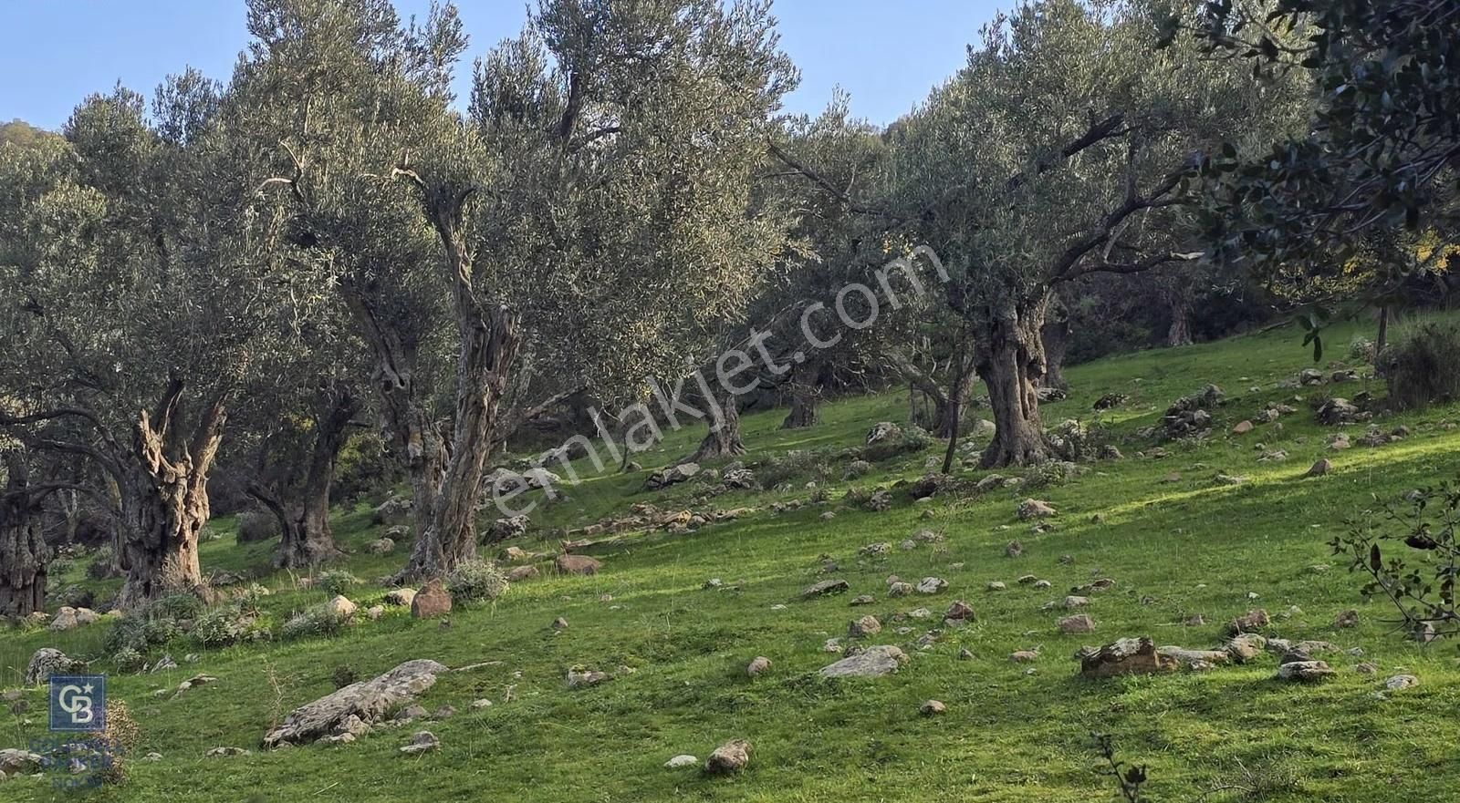 Bergama Sindel Mahallesinde Satılık Zeytinlik - Görsel 4