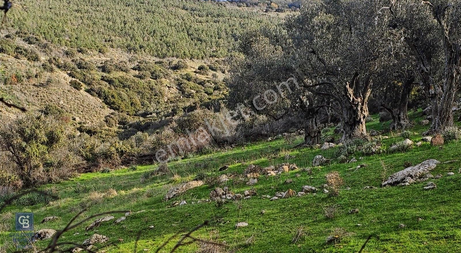 Bergama Sindel Mahallesinde Satılık Zeytinlik - Görsel 22