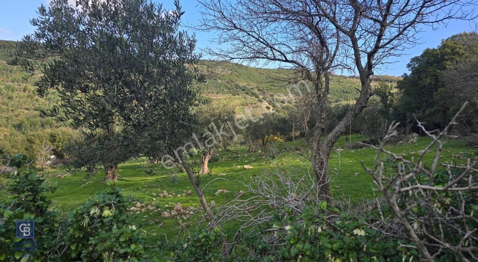 Bergama Sindel Mahallesinde Satılık Zeytinlik - Görsel 3