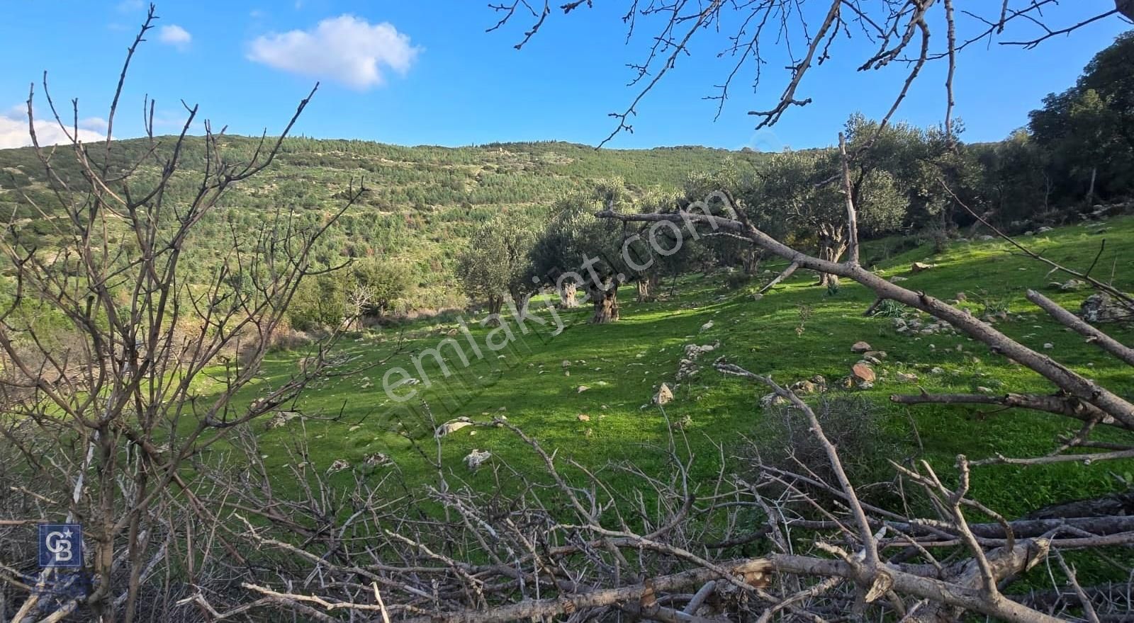 Bergama Sindel Mahallesinde Satılık Zeytinlik - Görsel 9