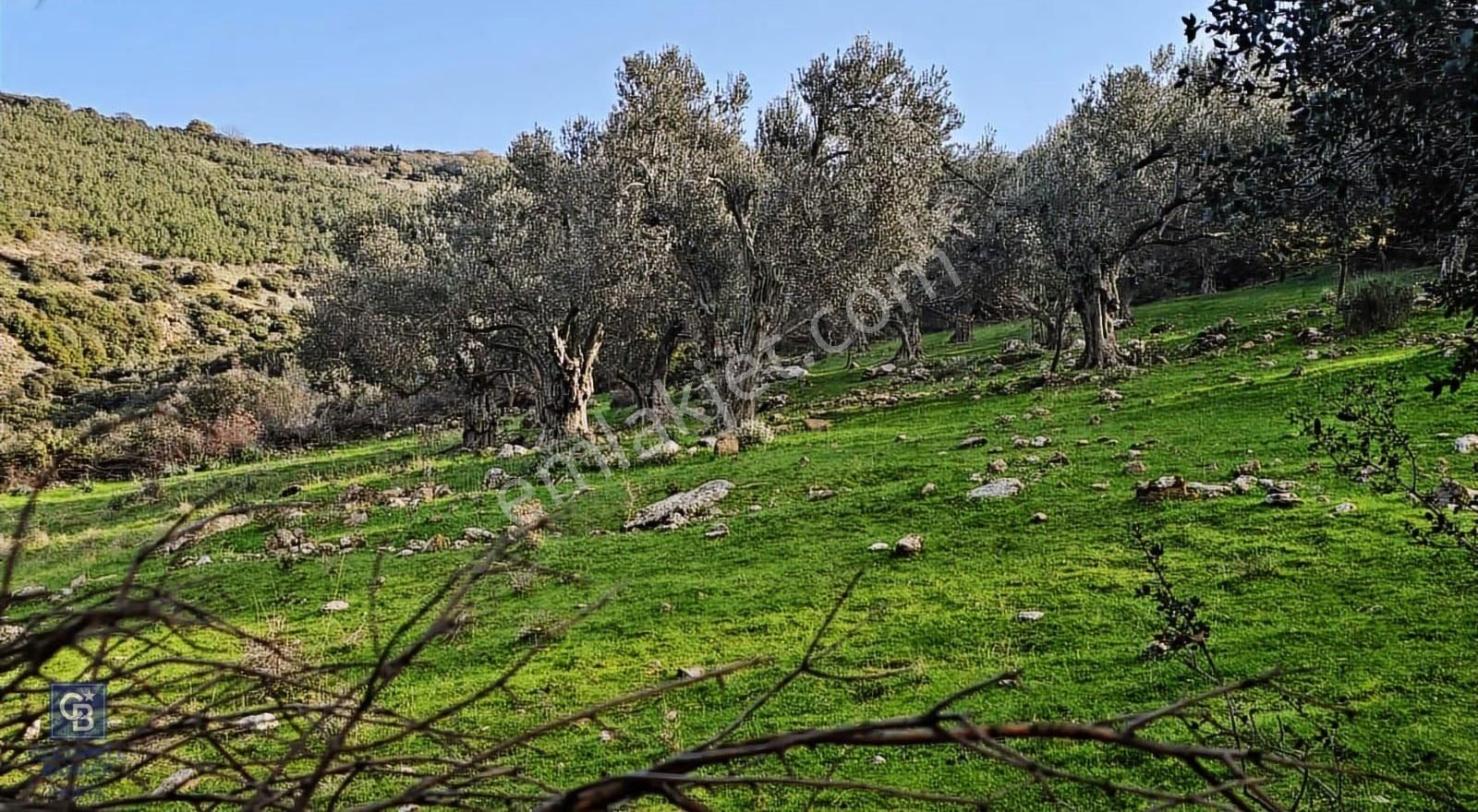 Bergama Sindel Mahallesinde Satılık Zeytinlik - Görsel 7