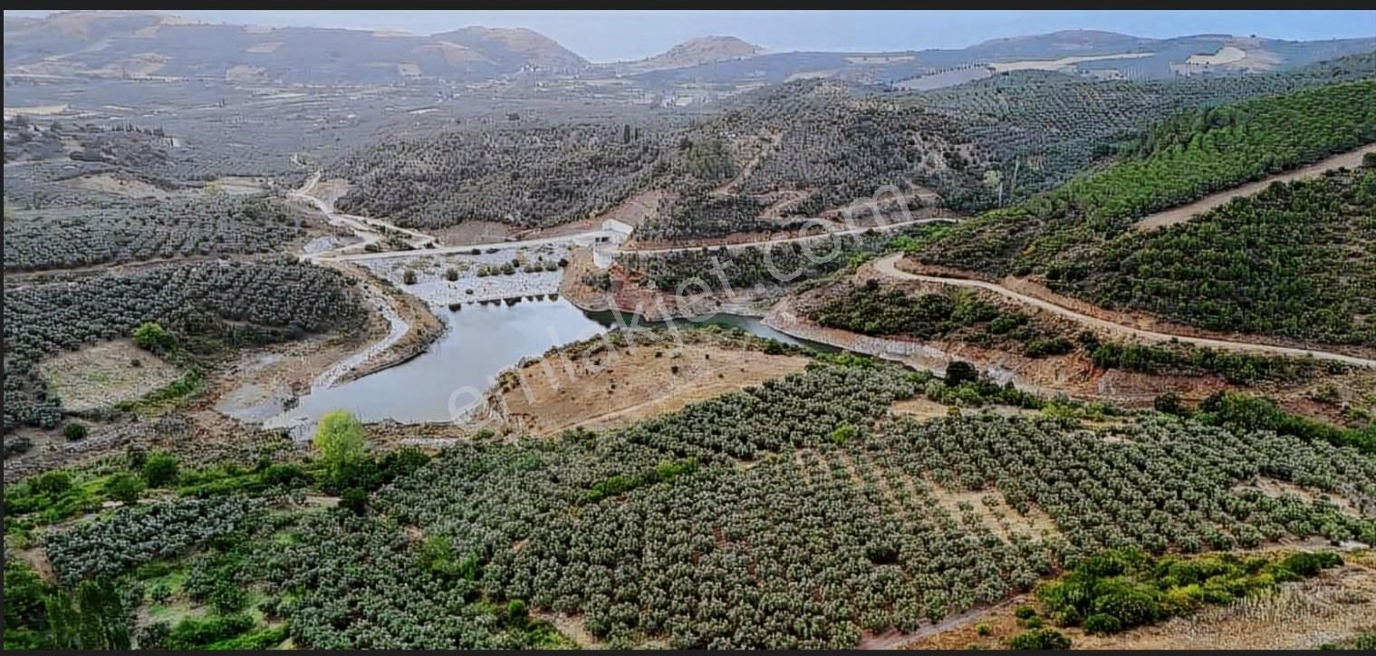 Mudanya Yalıçiftlik Ayazma Mevkiinde Zeytinlik 700.000tl