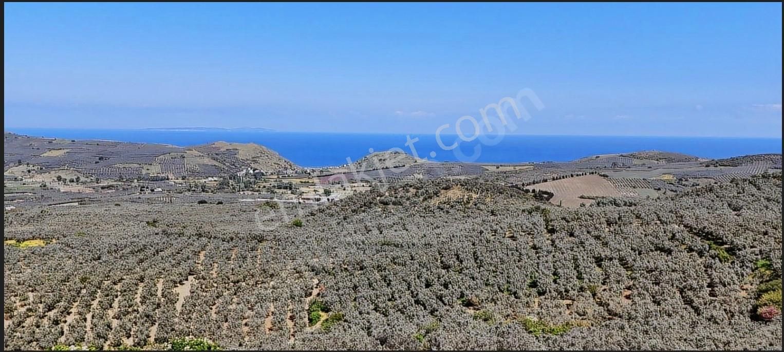 Mudanya Yalıçiftlik Ayazma Mevkiinde Zeytinlik 700.000tl - Görsel 27