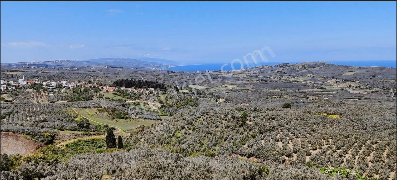 Mudanya Yalıçiftlik Ayazma Mevkiinde Zeytinlik 700.000tl - Görsel 29