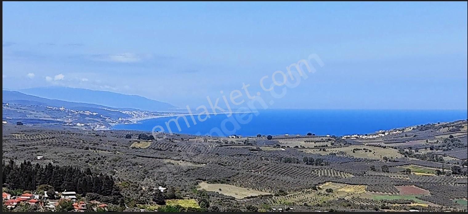 Mudanya Yalıçiftlik Ayazma Mevkiinde Zeytinlik 700.000tl - Görsel 31