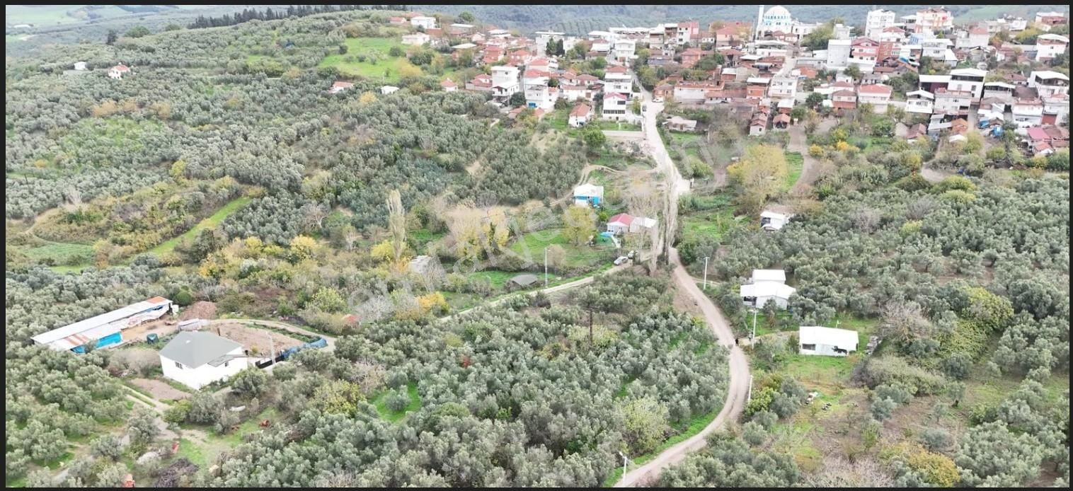 Mudanya Yalıçiftlik Ayazma Mevkiinde Zeytinlik 700.000tl - Görsel 2