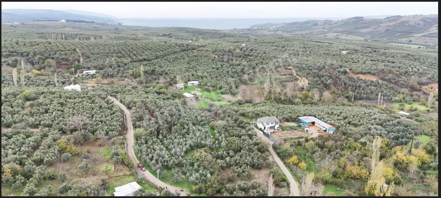 Mudanya Yalıçiftlik Ayazma Mevkiinde Zeytinlik 700.000tl - Görsel 21
