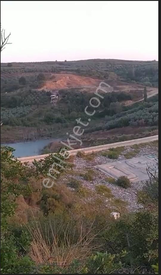 Mudanya Yalıçiftlik Ayazma Mevkiinde Zeytinlik 700.000tl - Görsel 10
