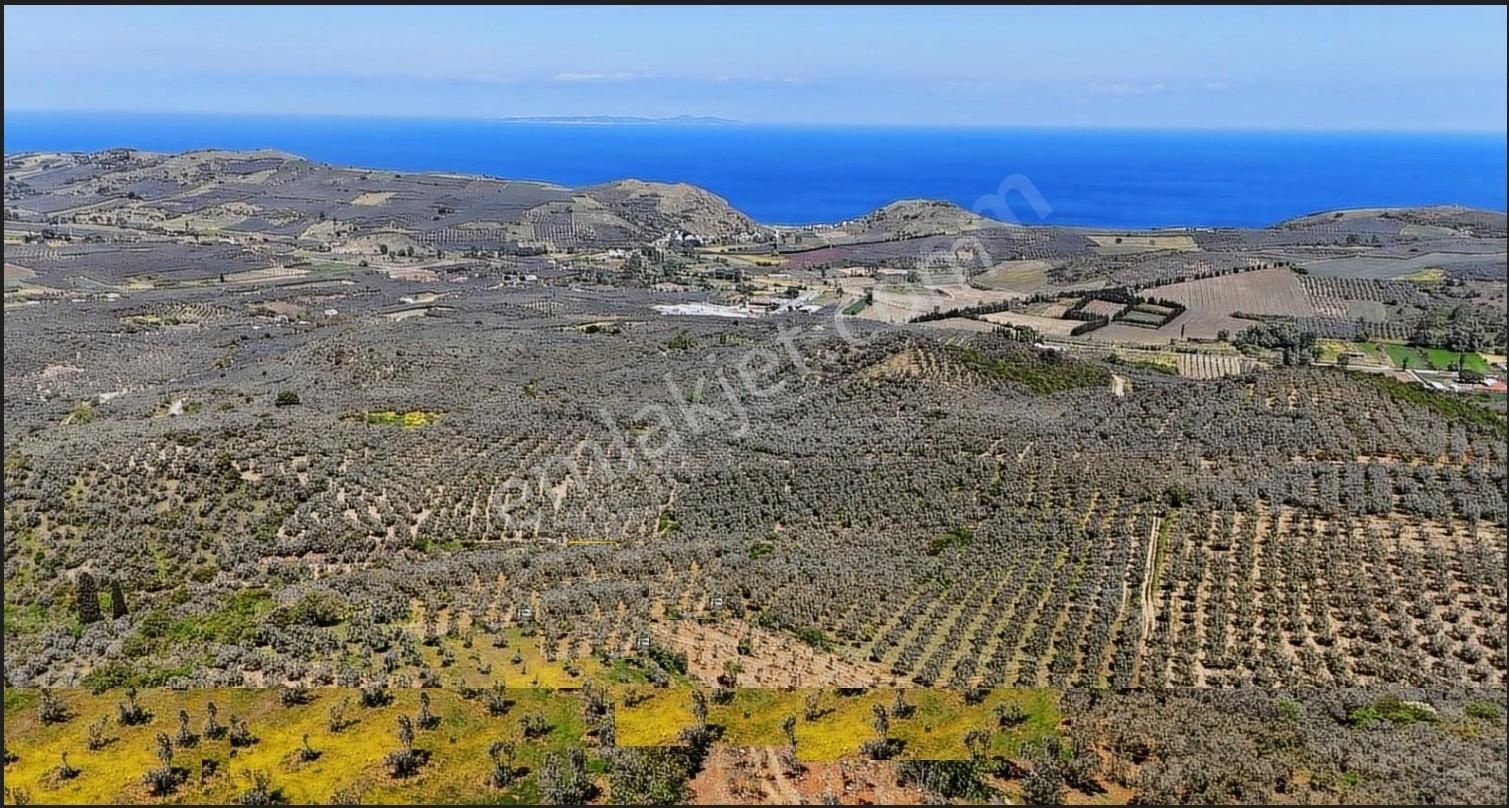 Mudanya Yalıçiftlik Ayazma Mevkiinde Zeytinlik 700.000tl - Görsel 8