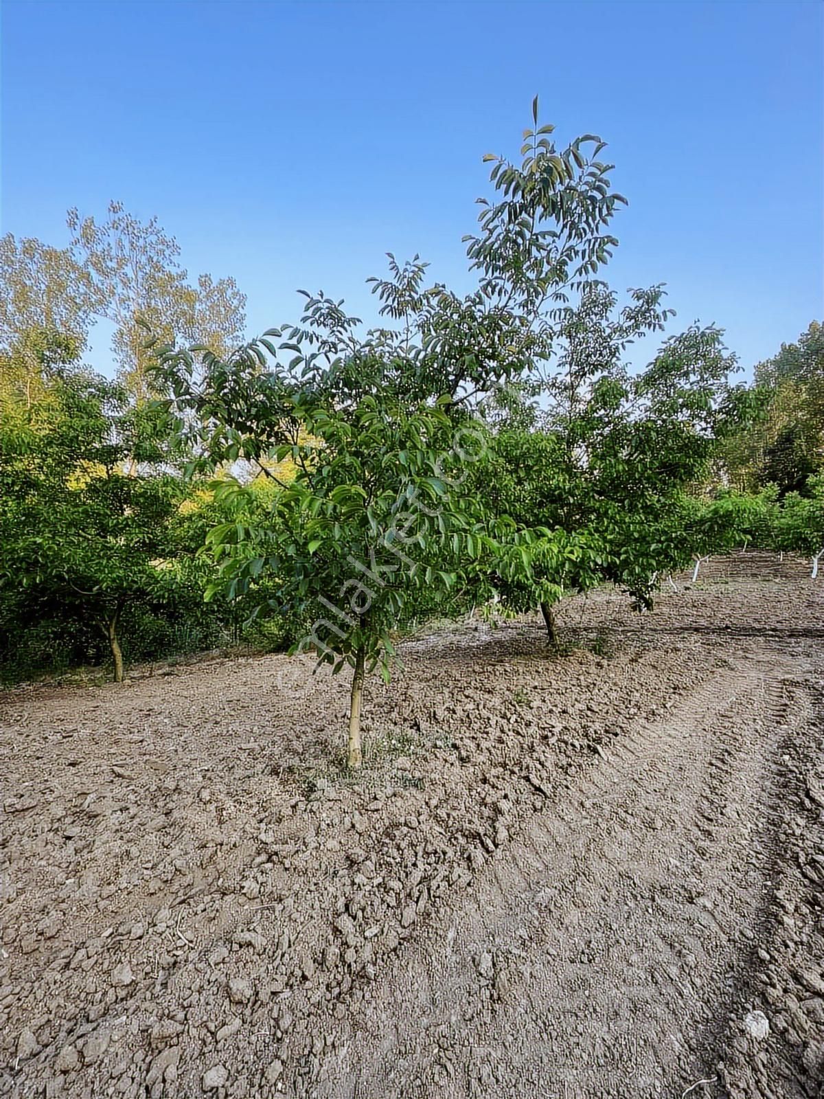 Anka Gayrimenkulden Yenışehirde Satılık Ceviz Bahçesi - Görsel 13