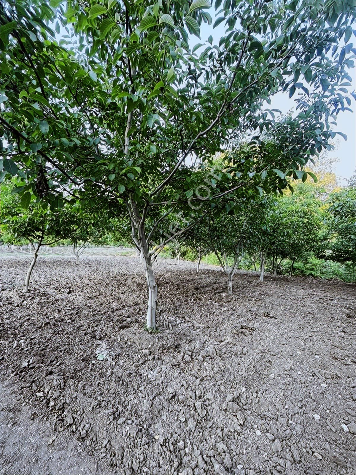 Anka Gayrimenkulden Yenışehirde Satılık Ceviz Bahçesi - Görsel 14